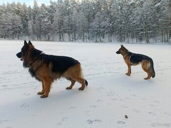 Owczarki Niemieckie szczeniaki - 3