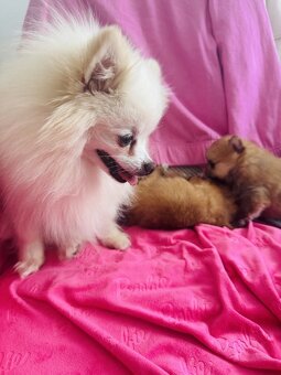 Pomeranian Miniaturowy - 3