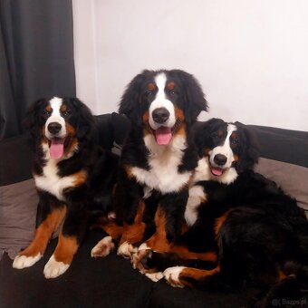 Berneński Pies Pasterski - 3