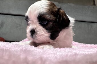 Shih Tzu samiec suka - 3