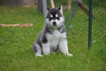 Siberian husky - CZ - 3
