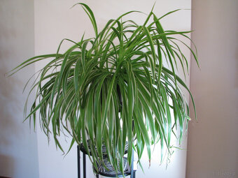 Zielistka Sternberga – piękny, zdrowy, duży kwiat doniczkowy - 3