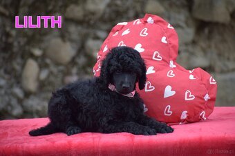 Poodle standard black - 3