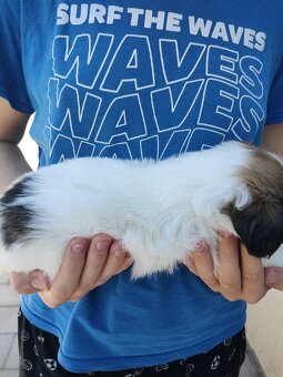 Suczka mieszanka (pekińczyk shih-tzu) - 3
