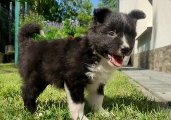Pies Border Collie - Rasowy szczeniak z Hodowli, pełna dok. - 3