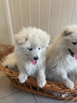 Samoyed - 3