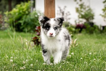 Border Collie szczenię piesek merle ZKwP FCI z metryki gotow - 3