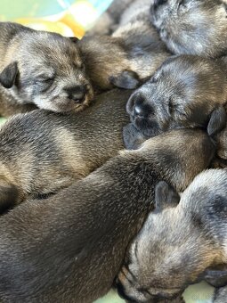 Schnauzer pepper & salt - 3