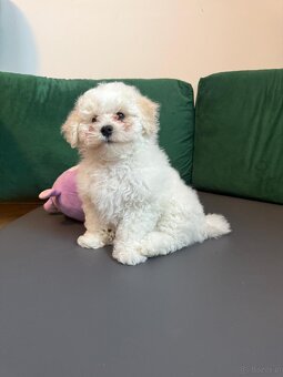Bichon Frise, szczeniak. FCI - 3