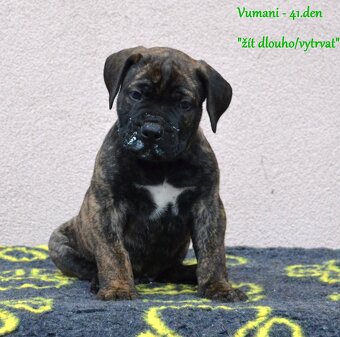 Boerboel FCI rodowod - 3