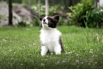 Border Collie szczenię piesek ZKwP FCI z metryki gotowy do o - 3