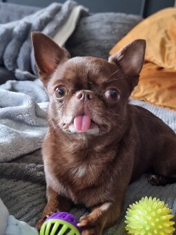 Piesek Chihuahua - 3
