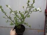 Wiśnia kosmata Prunus tomentosa w doniczce 30-50cm - 3
