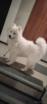 Oddam Samoyeda w dobre ręce - 3
