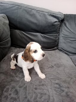 Beagle - 3
