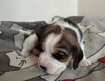 Beagle tricolor ZKwP - 3
