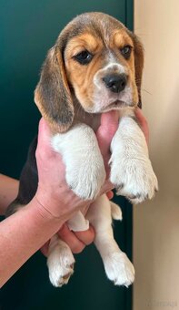 Beagle tricolor ZKwP - 3