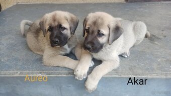Szczenięta kangal - 3