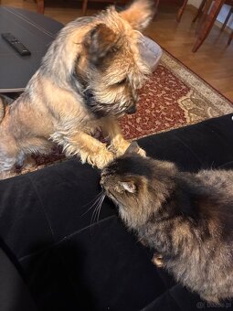 Oddam w dobre ręce-uroczy 6 miesięczny piesek - 3