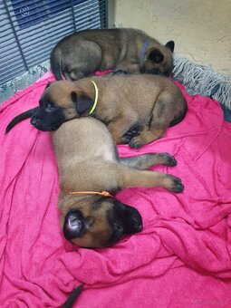 Owczarki belgijskie Malinois - 3