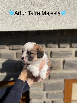 Szczenięta Welsh Corgi Pembroke - Tatra Majesty - 3