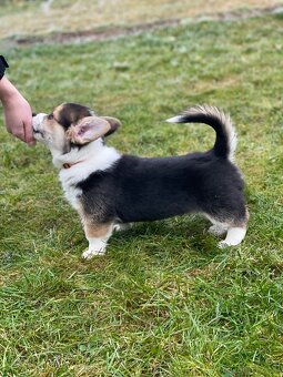 Alf Tatra Majesty- Welsh Corgi Pembroke - 3