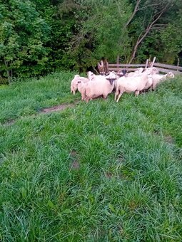 Baran do owiec - 3