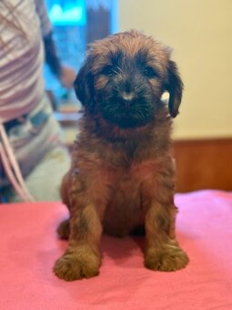 Briard szczeniak suczki - 3