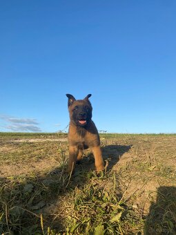 Owczarek Belgijski Malinois Szczeniak - 3