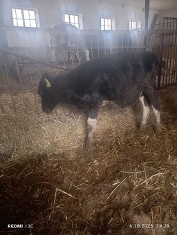 Jałówki miesne cielaki odsadki - 3