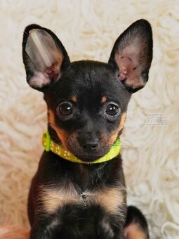 Rosyjski toy FCI - 3