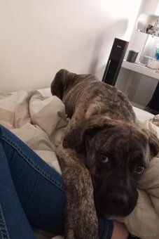 Suczka Cane Corso - 3