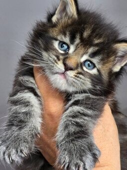 MAMY MAŁE KOCIĘTA MAINE COON - 3