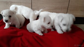 West Highland White Terrier - 3