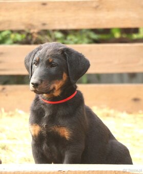 Beauceron z rodowodem FCI - 3