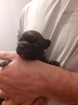 Buldog francuski - 3