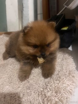 Szpic miniaturowy pomorski - 3