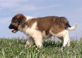 Border Collie maści Sabble / Sobol , Pies z pełną dok. - 3