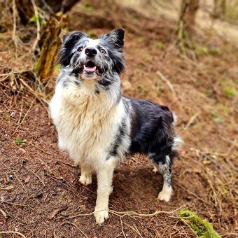 border collie - 3