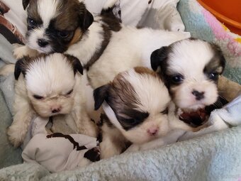 Śliczne szczeniaczki mieszanka Shih-tzu-pekinczyk - 3