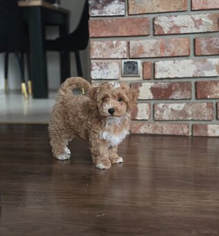 Śliczny piesek Maltipoo. - 3