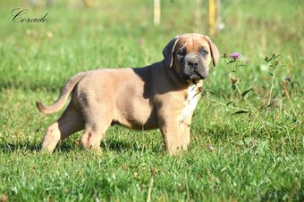 Cane Corso z rodowodem FCI - 3