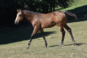 źrebak - 3