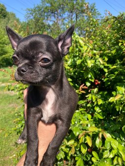 Chihuahua piesek - 3