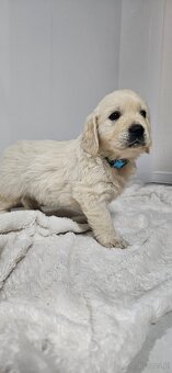 Golden retriever - 3