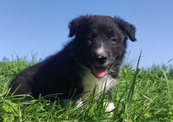 BORDER COLLIE - Rasowy z Hodowli po super rodzicach - 3