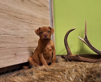 Szczeniaki Patterdale Terrier ZKWP FCI - 3