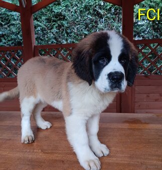 Bernardyn FCI szczeniak dziewczynka - 3