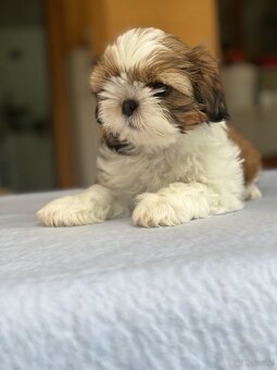 Shih tzu - 3