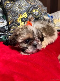 Szczeniaczki Shih Tzu - 3